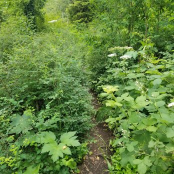 Franklin Ghost Town - Trails do not appear to be tended - Hiking Near Me