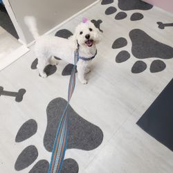 Angel's Pet Heaven
