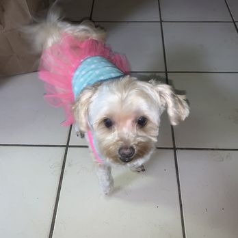 Sassy Fur By Design - Pet Groomers Near Me Sassy Fur By Design - Pet Groomers Near Me