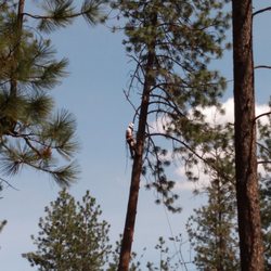 Double Black Diamond Tree Service - Climbers are very good at what they do and what a show! They all work so well together.