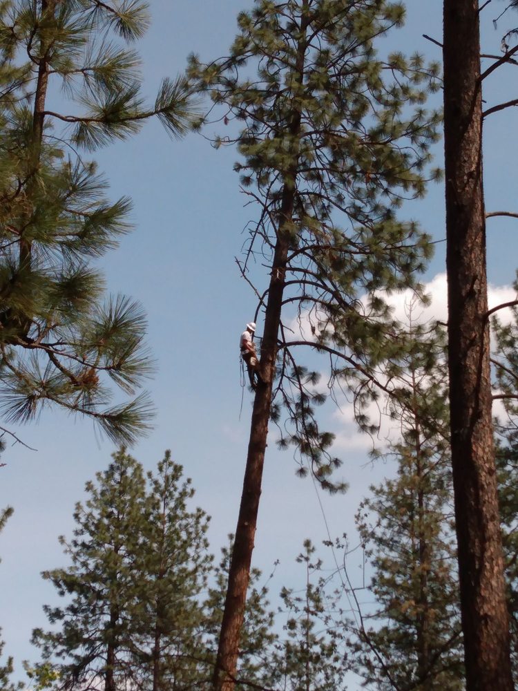 Double Black Diamond Tree Service - tree service in Spokane, WA