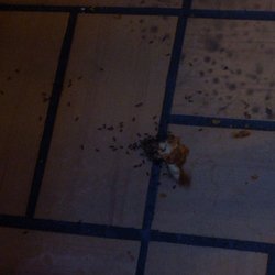 KFC - Under one of the tables
