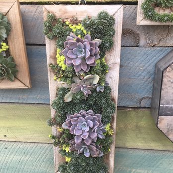 The Farmer's Daughter - Wall succulents inside their greenhouse. - Nurseries & Gardening Near Me - Wakefield, Rhode Island