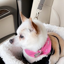 Post bath, car ride home. Post bath, car ride home.