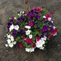 Photo of New Image Landscaping and Tree Service