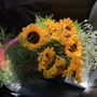 Photo of Nola Flora