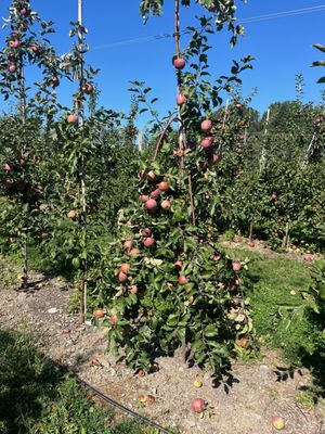Indian Creek Farm by null