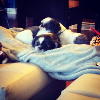 Active! Dog Daycare and Boarding - My girls all tired out after their day at Active! - Dog Walkers Near Me - Chicago, Illinois