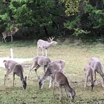 Summit Vacation and RV Resort - Wildlife - Vacation Rentals Near Me - New Braunfels, Texas Summit Vacation and RV Resort - Wildlife - Vacation Rentals Near Me - New Braunfels, Texas
