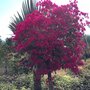 Photo of Bougainvillea, Inc