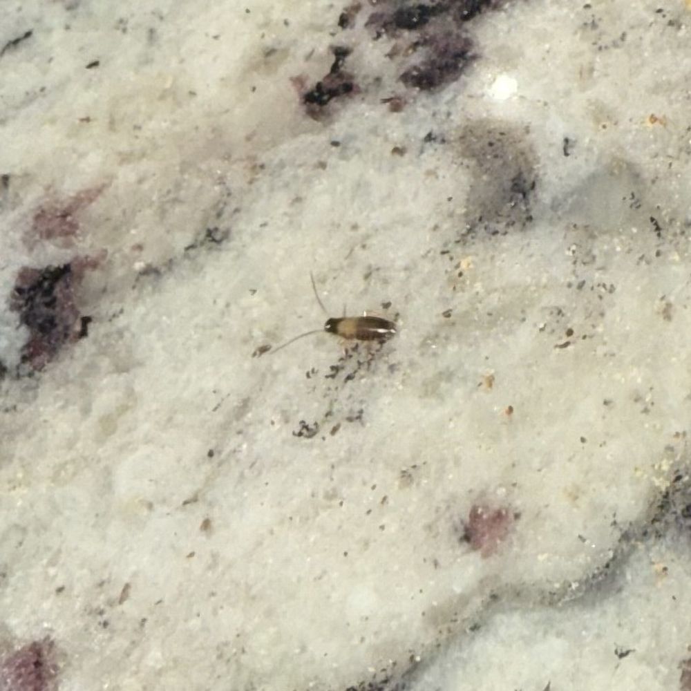Preston Peak - Baby cockroach - Apartments Near Me - San Antonio, Texas Preston Peak - Baby cockroach - Apartments Near Me - San Antonio, Texas