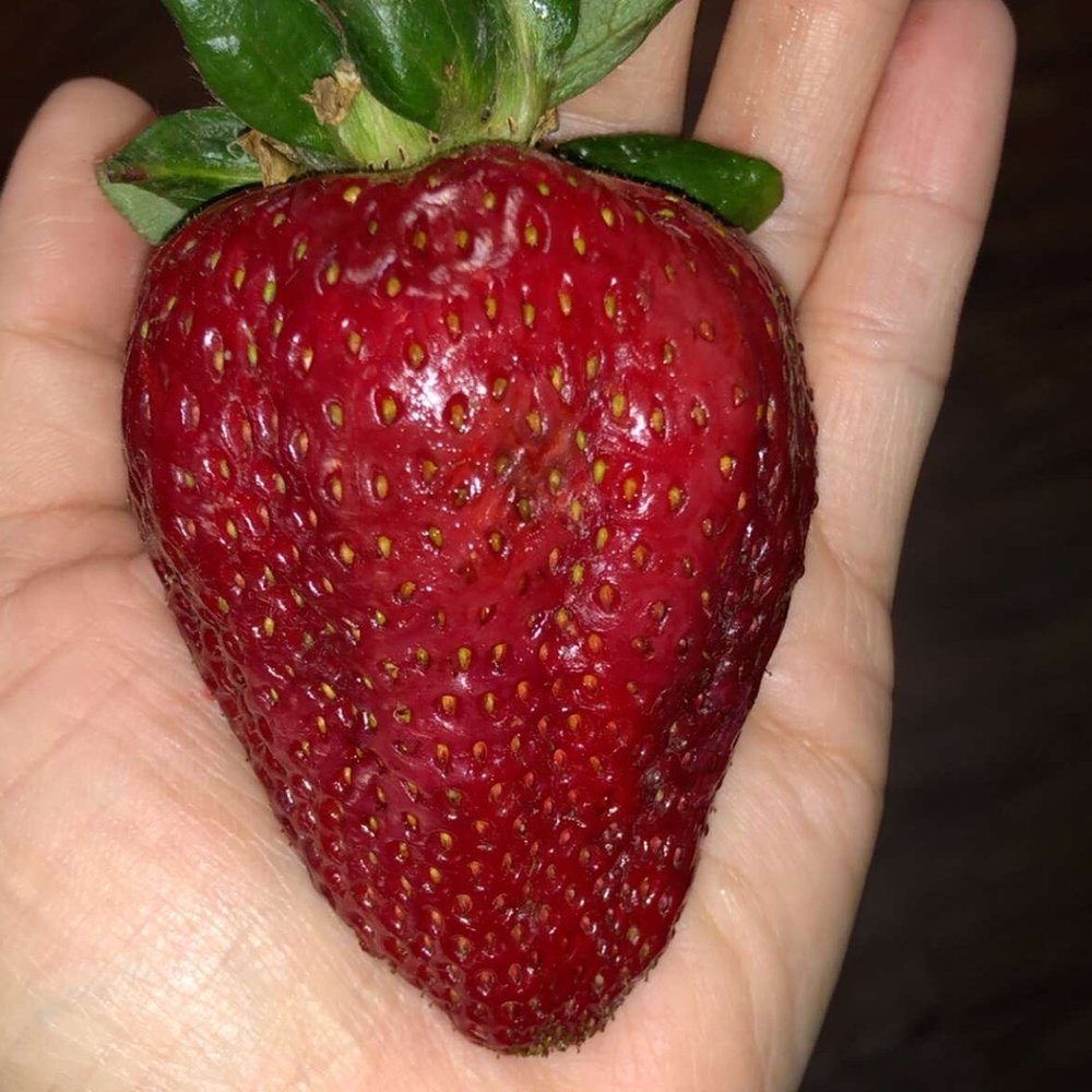 Ferrer Farm - Organic strawberry - Farms Near Me Ferrer Farm - Organic strawberry - Farms Near Me