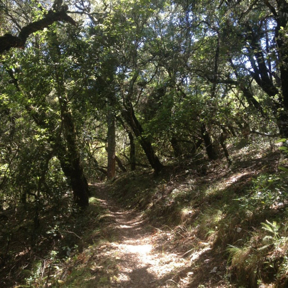 Teague Hill Open Space Preserve - Hiking Near Me - Woodside, California Teague Hill Open Space Preserve - Hiking Near Me - Woodside, California