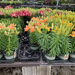 Lillies