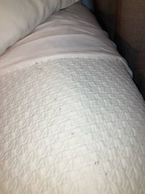 The Carlyle Inn by null