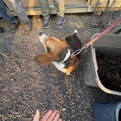 Antique Adventures - Miss Ruby is trapper Larry's sidekick