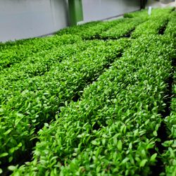 Joe's Microgreens - Micro-Celery: These microgreens have a stunning flavor. They're a great addition to soups, shakes, or as a pretty garnish