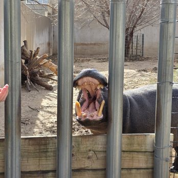 Tanganyika Wildlife Park - "Pluto" the Pygmy Hippo - Zoos Near Me - Goddard, Kansas Tanganyika Wildlife Park - "Pluto" the Pygmy Hippo - Zoos Near Me - Goddard, Kansas