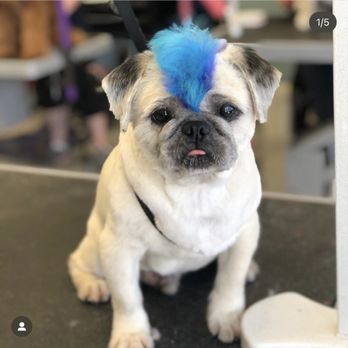 TM Dog Grooming - Blue mohawk - Pet Groomers Near Me TM Dog Grooming - Blue mohawk - Pet Groomers Near Me