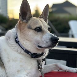 K9 Resorts Luxury Pet Hotel - Horizon Cir