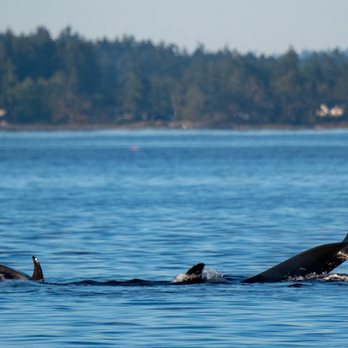 Maya’s Legacy Whale Watching - Family hunting behavior! - Whale Watching Tours Near Me - Friday Harbor, Washington Maya’s Legacy Whale Watching - Family hunting behavior! - Whale Watching Tours Near Me - Friday Harbor, Washington