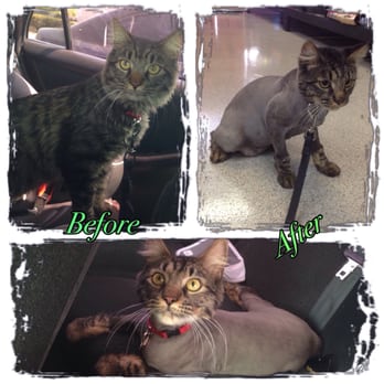 The Paw Spa - Pet Groomers Near Me - Corona, California The Paw Spa - Pet Groomers Near Me - Corona, California