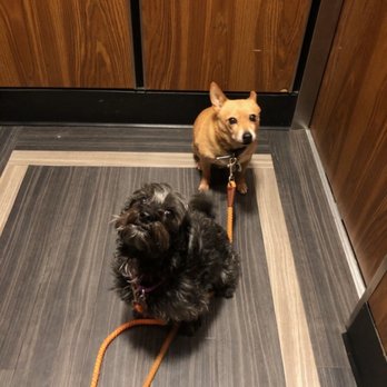K9 Soul - Pet Training Near Me - Astoria, New York