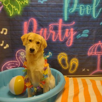 Mudpuppies Grooming Vancouver - Pet Groomers Near Me - Vancouver, Washington Mudpuppies Grooming Vancouver - Pet Groomers Near Me - Vancouver, Washington