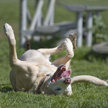 Dogovation Dog Training - A happy dog is the best thing ever! - Pet Training Near Me Dogovation Dog Training - A happy dog is the best thing ever! - Pet Training Near Me