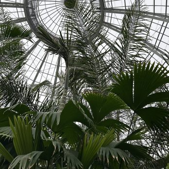 Anna Scripps Whitcomb Conservatory - Anna Scripps Whitcomb Conservatory - Botanical Gardens Near Me - Detroit, Michigan Anna Scripps Whitcomb Conservatory - Anna Scripps Whitcomb Conservatory - Botanical Gardens Near Me - Detroit, Michigan