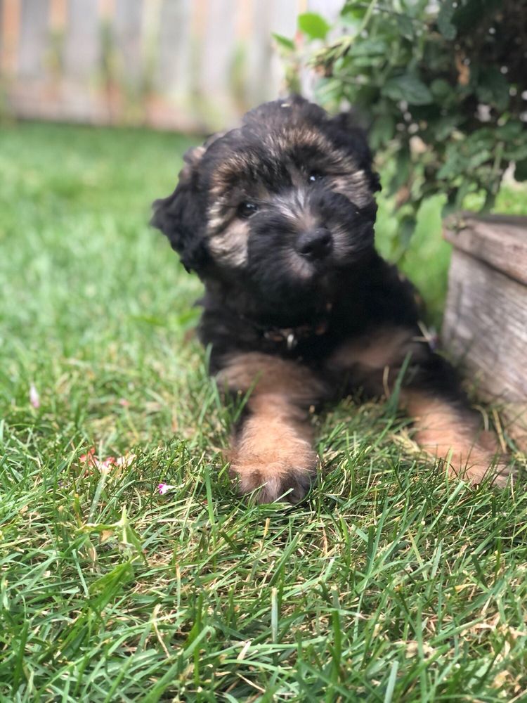 TORONTO VETERINARY EMERGENCY HOSPITAL Updated August 2024 21 Photos