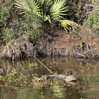 Airboat Adventures - Alligator - Boat Tours Near Me - Lafitte, Louisiana