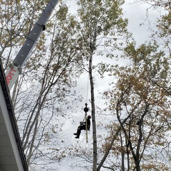Elite Tree Services - Tree Services Near Me Elite Tree Services - Tree Services Near Me