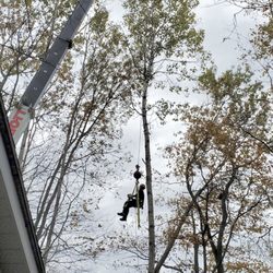 Elite Tree Services