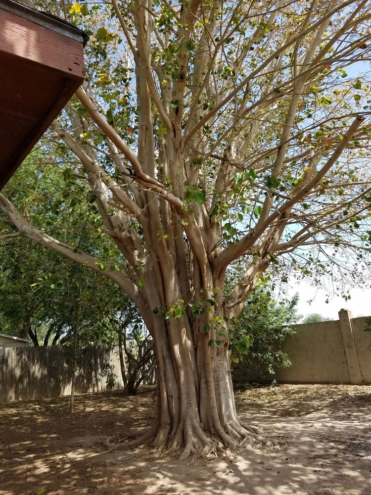 Slide of Trinidad Services