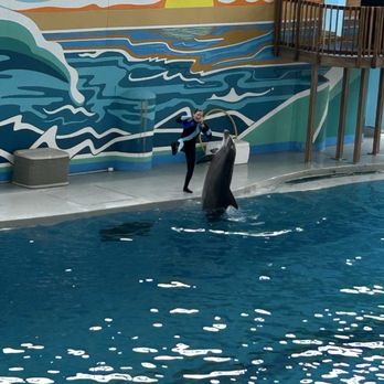 Six Flags Discovery Kingdom - Dolphin show - Amusement Parks Near Me - Vallejo, California Six Flags Discovery Kingdom - Dolphin show - Amusement Parks Near Me - Vallejo, California