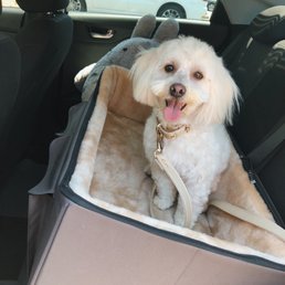 I have a maltipoo dog. I did the full groomed for only $45.