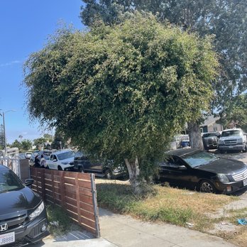 So Cal Pruners - Before - Tree Services Near Me So Cal Pruners - Before - Tree Services Near Me