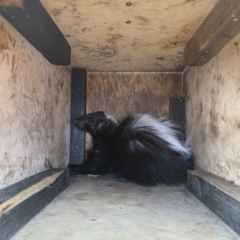 Lit Trappers - Wildlife Control Near Me Lit Trappers - Wildlife Control Near Me