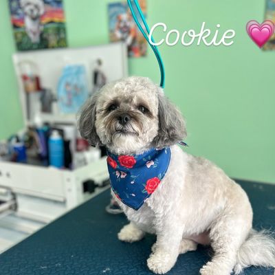 Sandy Tails Pet Grooming