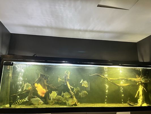 Tha Fish by null