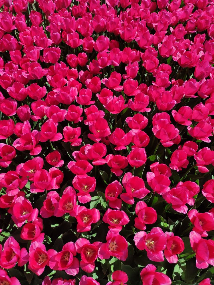 Ogród Botaniczny w Łodzi