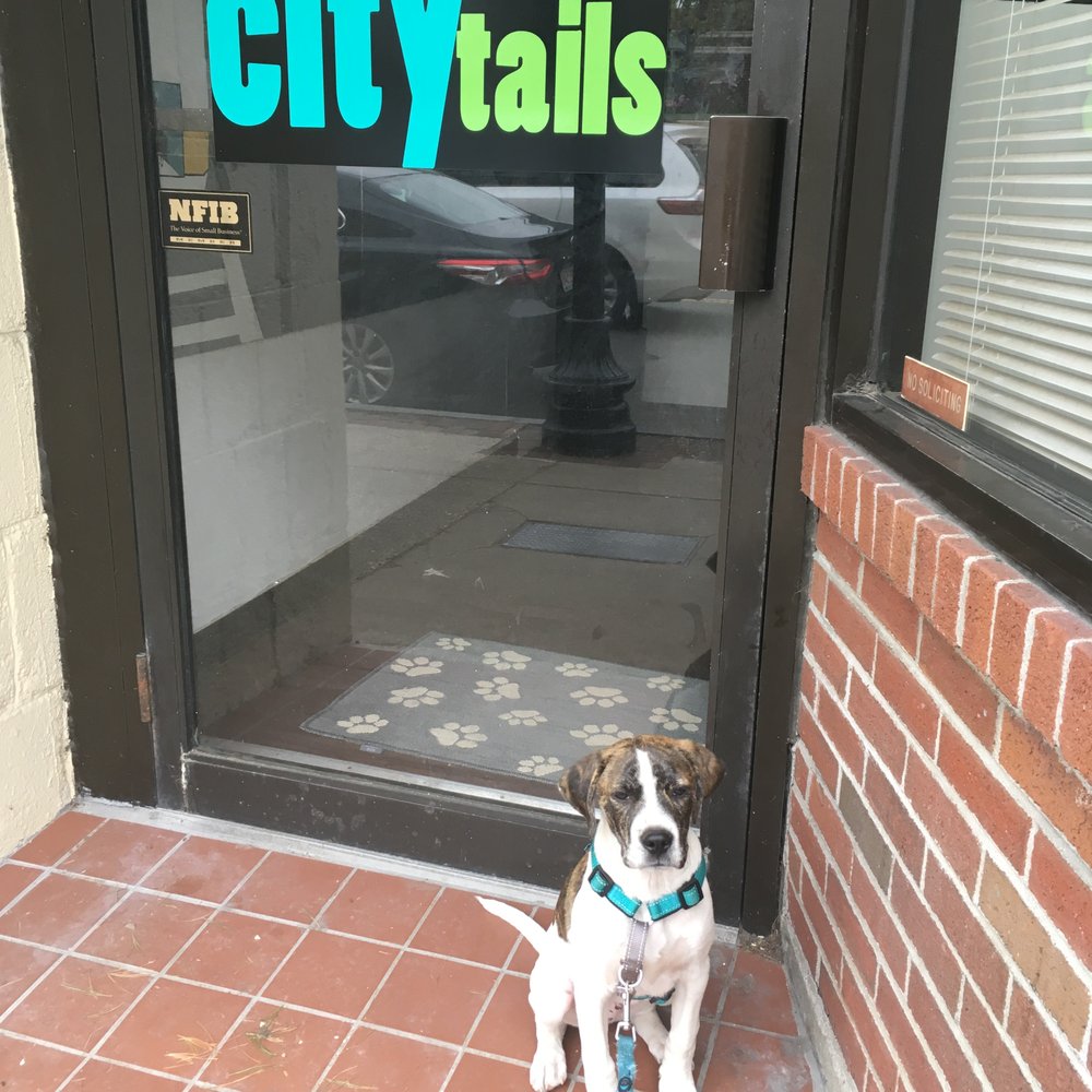 City Tails - Pet Groomers Near Me - Brighton, Massachusetts City Tails - Pet Groomers Near Me - Brighton, Massachusetts