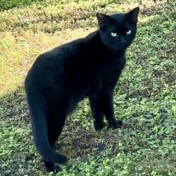 VEG ER for Pets - RIP Little Latte. I'm so sorry I brought you to VEG ER :( - Emergency Pet Hospital Near Me - Saint Petersburg, Florida