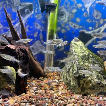 Aqualand Aquarium Center - Nano fish - Local Fish Stores Near Me - Minneapolis, Minnesota Aqualand Aquarium Center - Nano fish - Local Fish Stores Near Me - Minneapolis, Minnesota