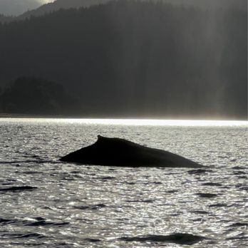 Catch of the day - Whales - Boat Tours Near Me - Hoonah, Alaska Catch of the day - Whales - Boat Tours Near Me - Hoonah, Alaska