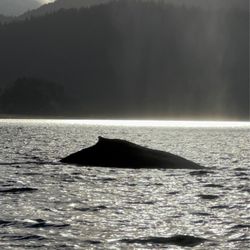 Catch of the day - Whales