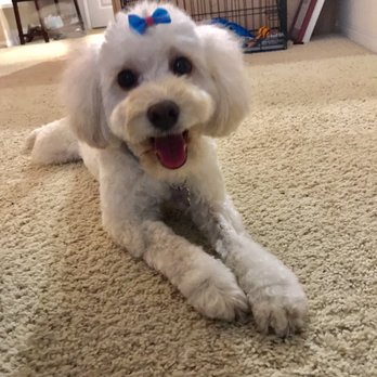 K9 Loft - Pet Groomers Near Me - Los Angeles, California