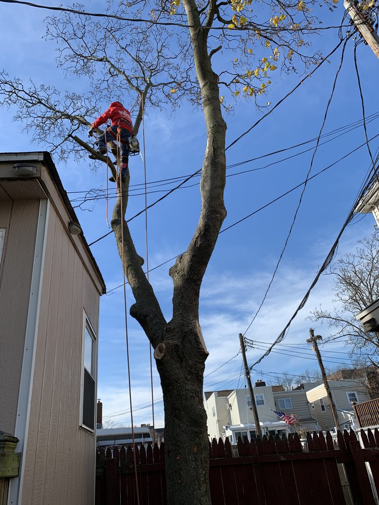 WOODY WOODPECKER TREE SERVICE - Updated December 2024 - 231 Photos & 44