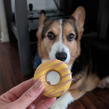 Redondo Dog - Mini donut - Pet Services Near Me - Carson, California Redondo Dog - Mini donut - Pet Services Near Me - Carson, California